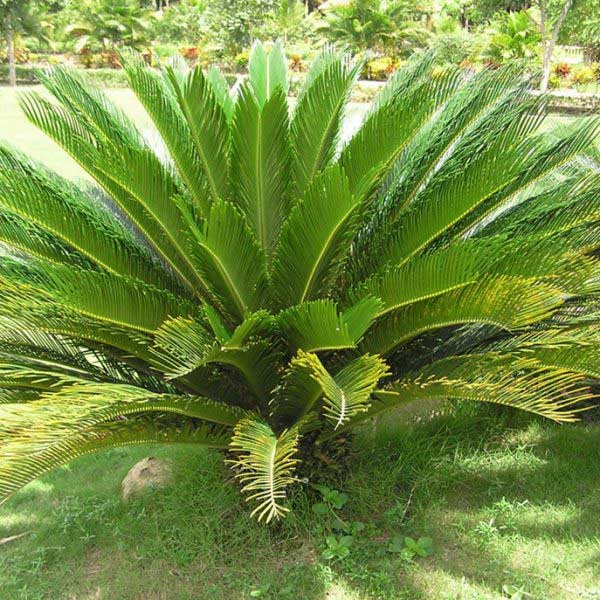 3 loại cây nở hoa được xem là kỳ tích báo hiệu giàu sang, tiền đẻ ra tiền thịnh vượng kéo dài quanh năm-5