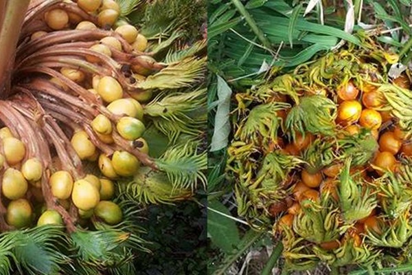 Tổ tiên dặn: Có 5 loại cây vía dữ, trồng trước nhà là chặn đứng tài lộc, tiền của tiêu tán-6