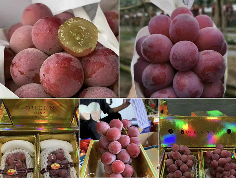 Nho Ruby Roman rẻ giật mình, chỉ 350 nghìn/chùm bán tràn khắp nơi-1