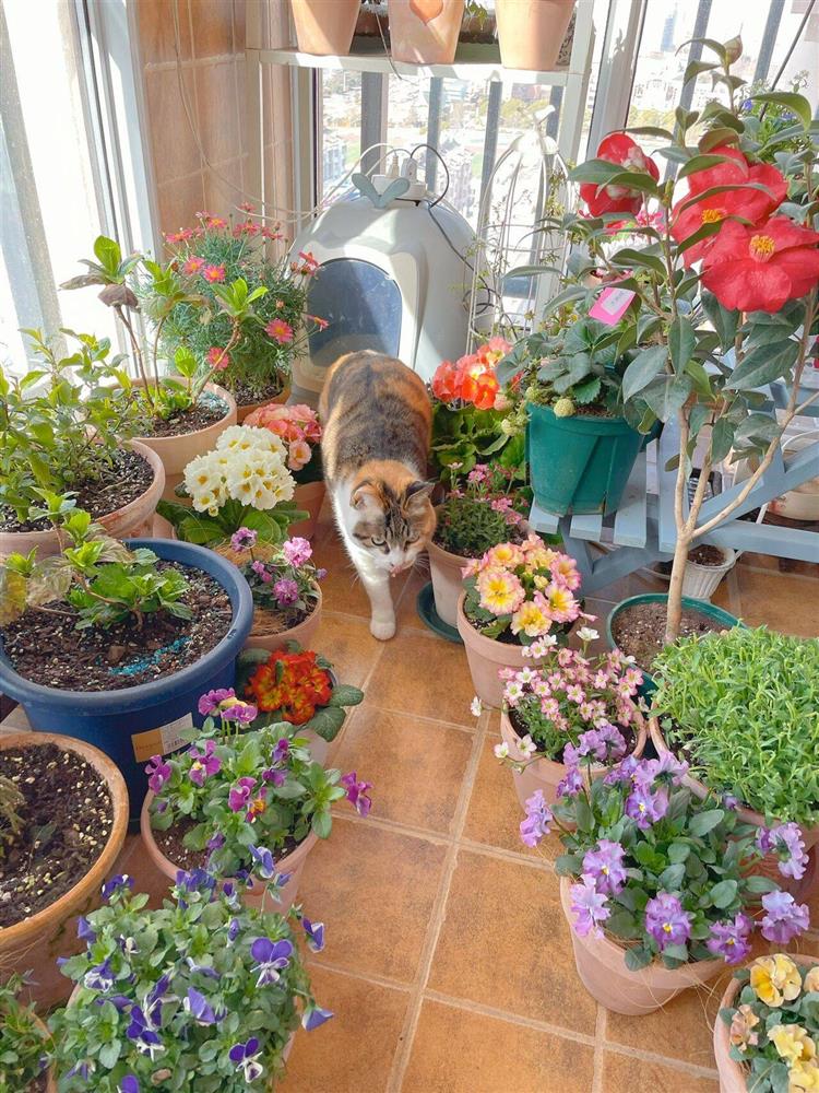 Khu vườn ban công chỉ vỏn vẹn vài mét vuông mà đếm mỏi tay số lượng hoa có trong vườn-2