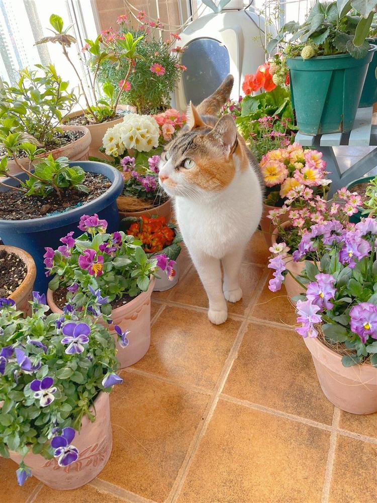 Khu vườn ban công chỉ vỏn vẹn vài mét vuông mà đếm mỏi tay số lượng hoa có trong vườn-3