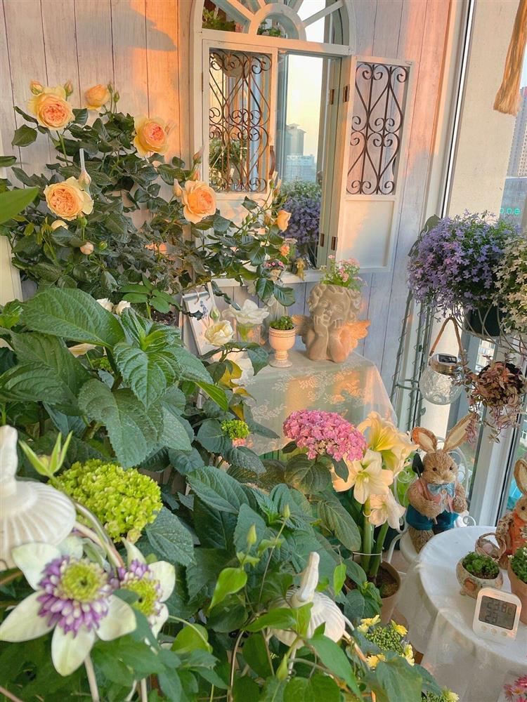 Khu vườn ban công chỉ vỏn vẹn vài mét vuông mà đếm mỏi tay số lượng hoa có trong vườn-5