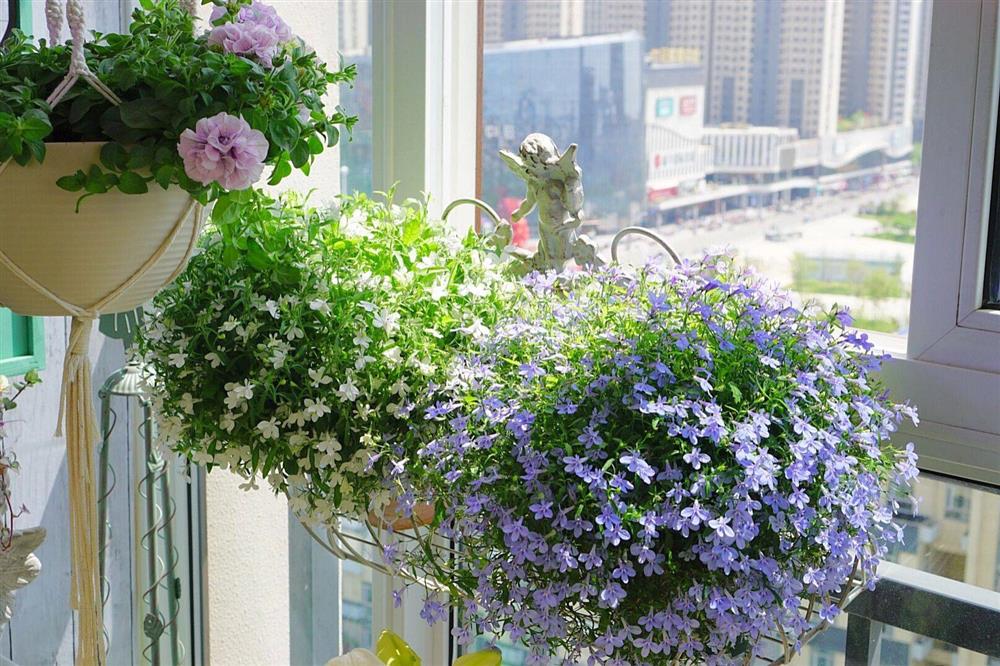 Khu vườn ban công chỉ vỏn vẹn vài mét vuông mà đếm mỏi tay số lượng hoa có trong vườn-6