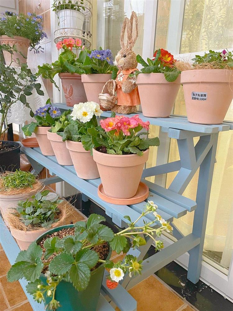 Khu vườn ban công chỉ vỏn vẹn vài mét vuông mà đếm mỏi tay số lượng hoa có trong vườn-7