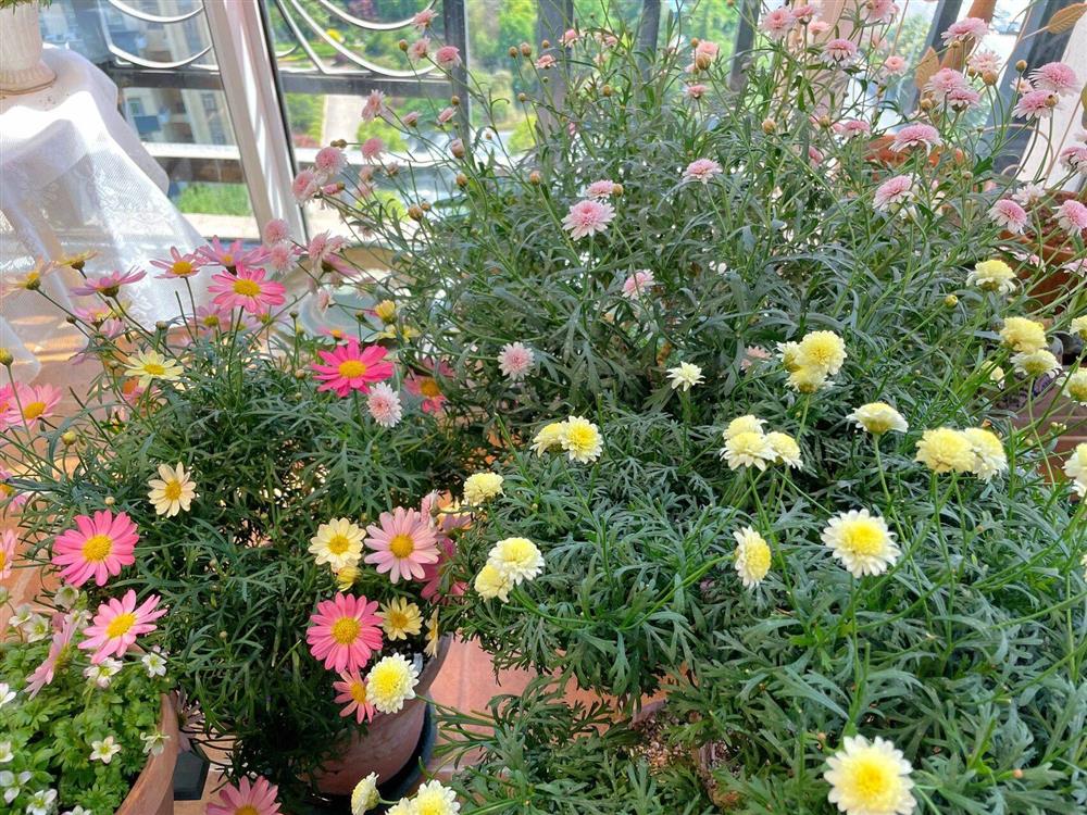 Khu vườn ban công chỉ vỏn vẹn vài mét vuông mà đếm mỏi tay số lượng hoa có trong vườn-8