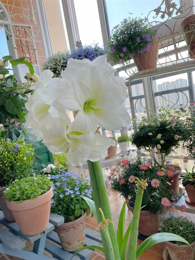 Khu vườn ban công chỉ vỏn vẹn vài mét vuông mà đếm mỏi tay số lượng hoa có trong vườn-10