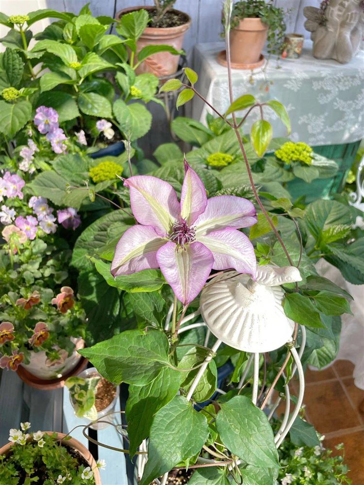 Khu vườn ban công chỉ vỏn vẹn vài mét vuông mà đếm mỏi tay số lượng hoa có trong vườn-11