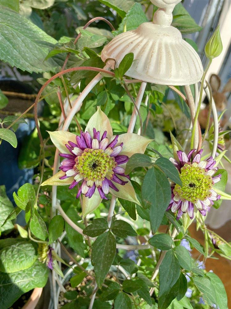 Khu vườn ban công chỉ vỏn vẹn vài mét vuông mà đếm mỏi tay số lượng hoa có trong vườn-12