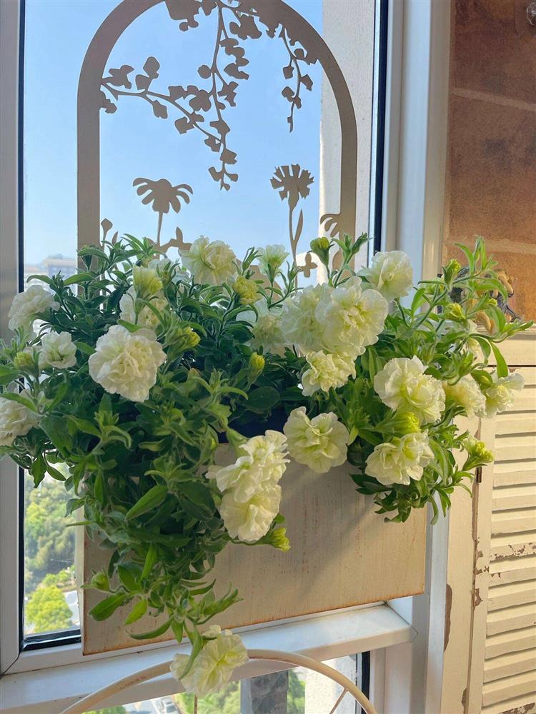 Khu vườn ban công chỉ vỏn vẹn vài mét vuông mà đếm mỏi tay số lượng hoa có trong vườn-13