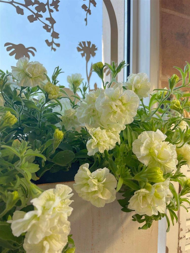 Khu vườn ban công chỉ vỏn vẹn vài mét vuông mà đếm mỏi tay số lượng hoa có trong vườn-14