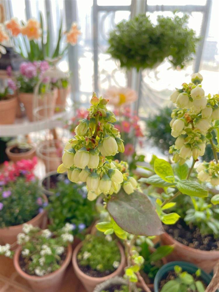 Khu vườn ban công chỉ vỏn vẹn vài mét vuông mà đếm mỏi tay số lượng hoa có trong vườn-15