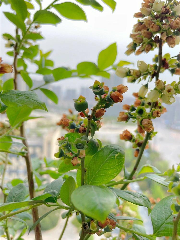 Khu vườn ban công chỉ vỏn vẹn vài mét vuông mà đếm mỏi tay số lượng hoa có trong vườn-16