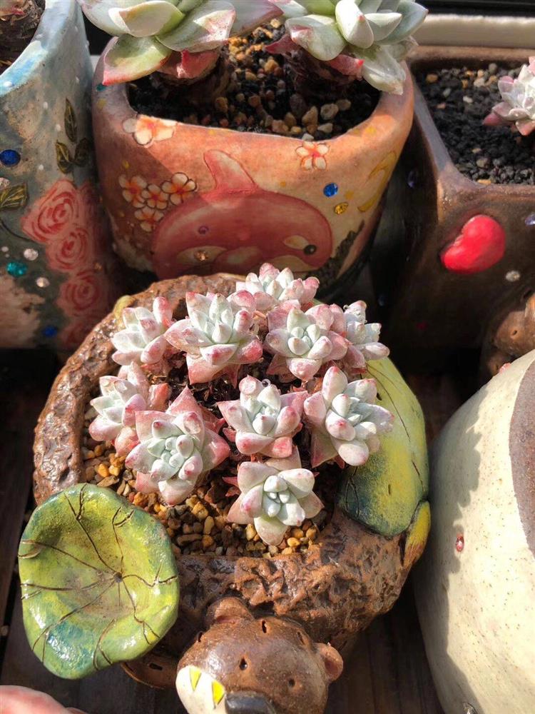 Khu vườn ban công chỉ vỏn vẹn vài mét vuông mà đếm mỏi tay số lượng hoa có trong vườn-17