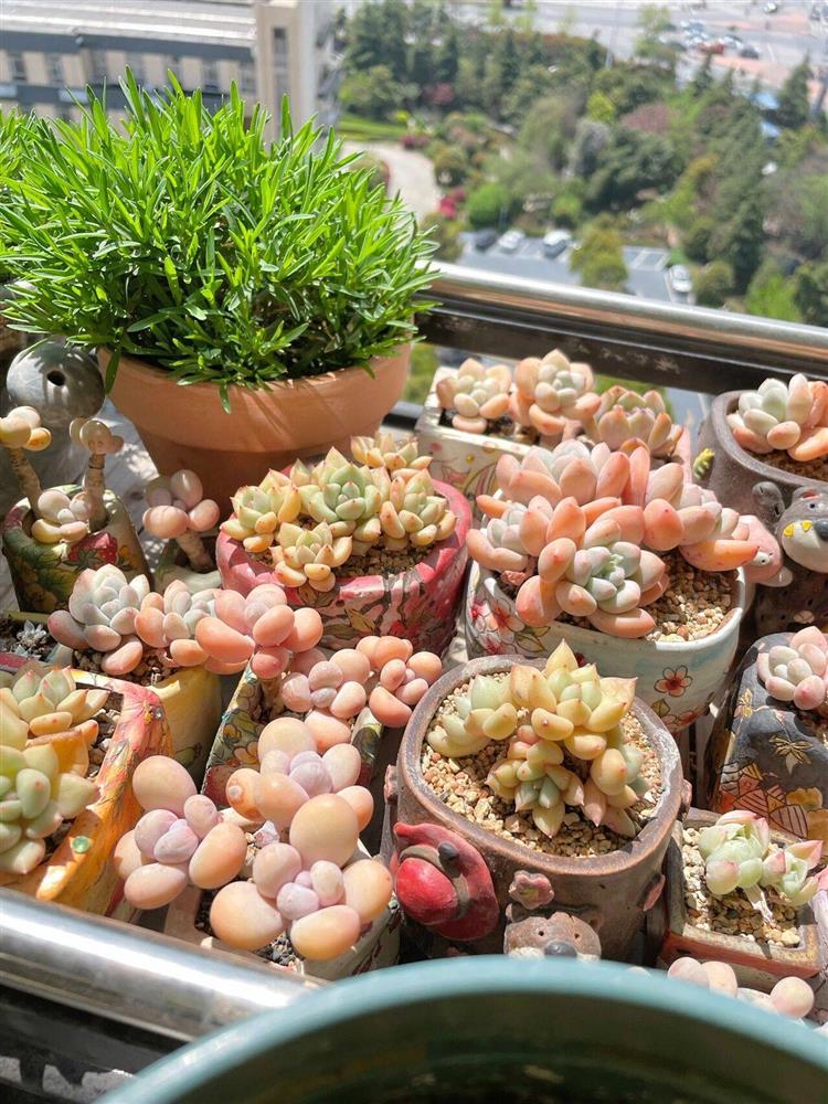 Khu vườn ban công chỉ vỏn vẹn vài mét vuông mà đếm mỏi tay số lượng hoa có trong vườn-18