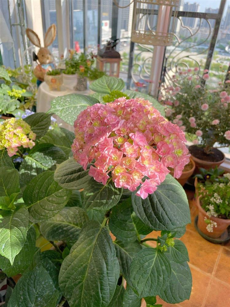 Khu vườn ban công chỉ vỏn vẹn vài mét vuông mà đếm mỏi tay số lượng hoa có trong vườn-19