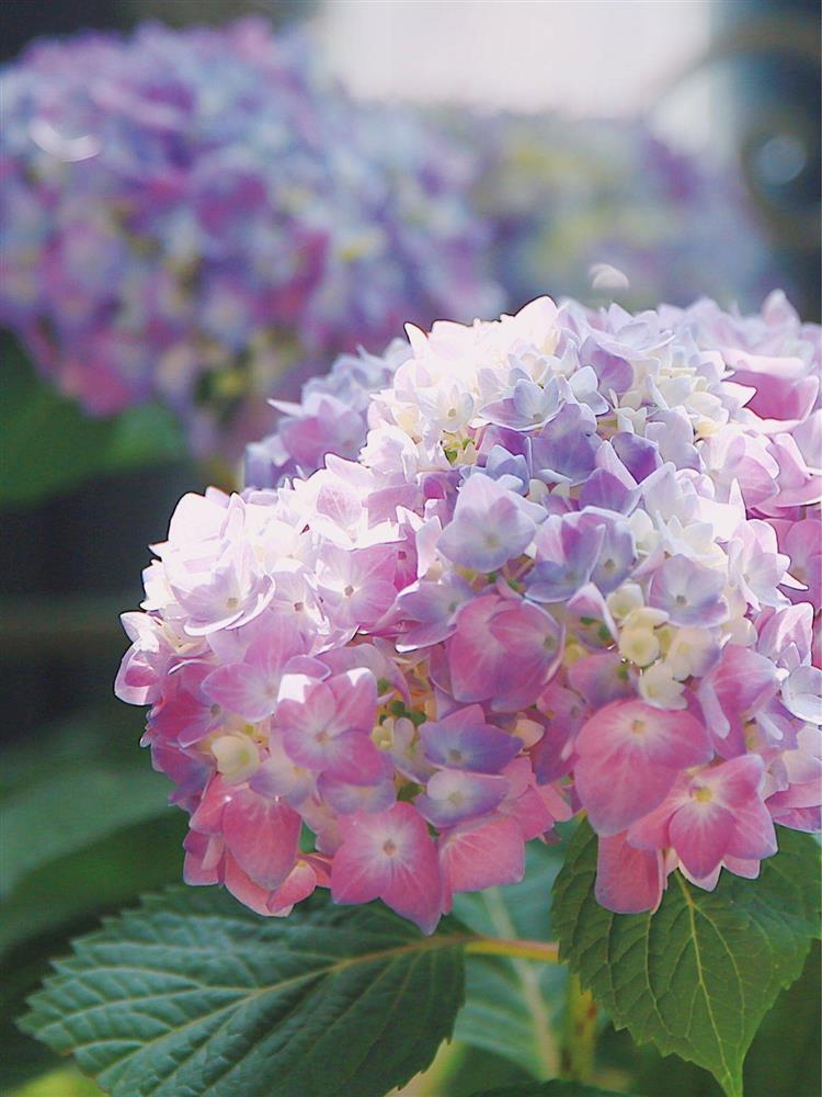 Khu vườn ban công chỉ vỏn vẹn vài mét vuông mà đếm mỏi tay số lượng hoa có trong vườn-20