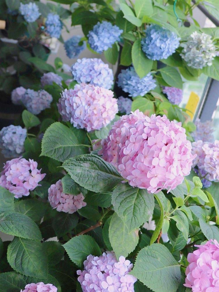 Khu vườn ban công chỉ vỏn vẹn vài mét vuông mà đếm mỏi tay số lượng hoa có trong vườn-21