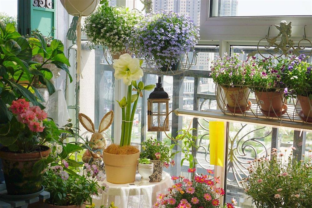 Khu vườn ban công chỉ vỏn vẹn vài mét vuông mà đếm mỏi tay số lượng hoa có trong vườn-22