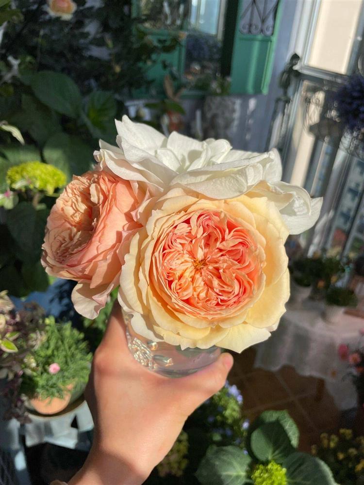 Khu vườn ban công chỉ vỏn vẹn vài mét vuông mà đếm mỏi tay số lượng hoa có trong vườn-23