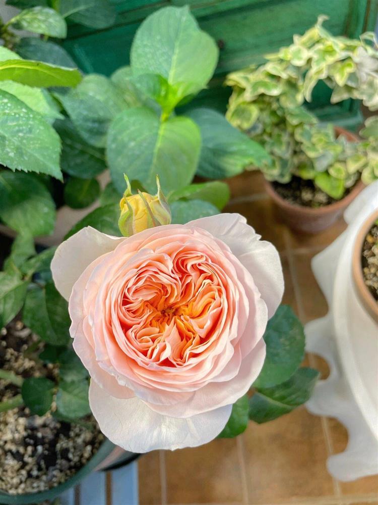 Khu vườn ban công chỉ vỏn vẹn vài mét vuông mà đếm mỏi tay số lượng hoa có trong vườn-24