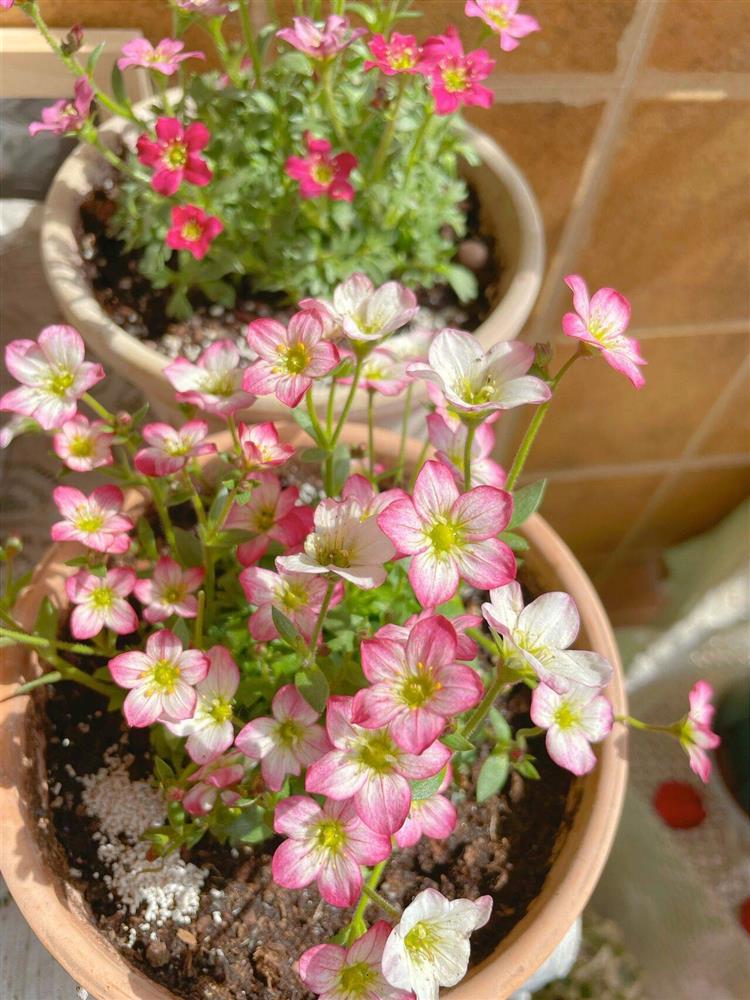 Khu vườn ban công chỉ vỏn vẹn vài mét vuông mà đếm mỏi tay số lượng hoa có trong vườn-25