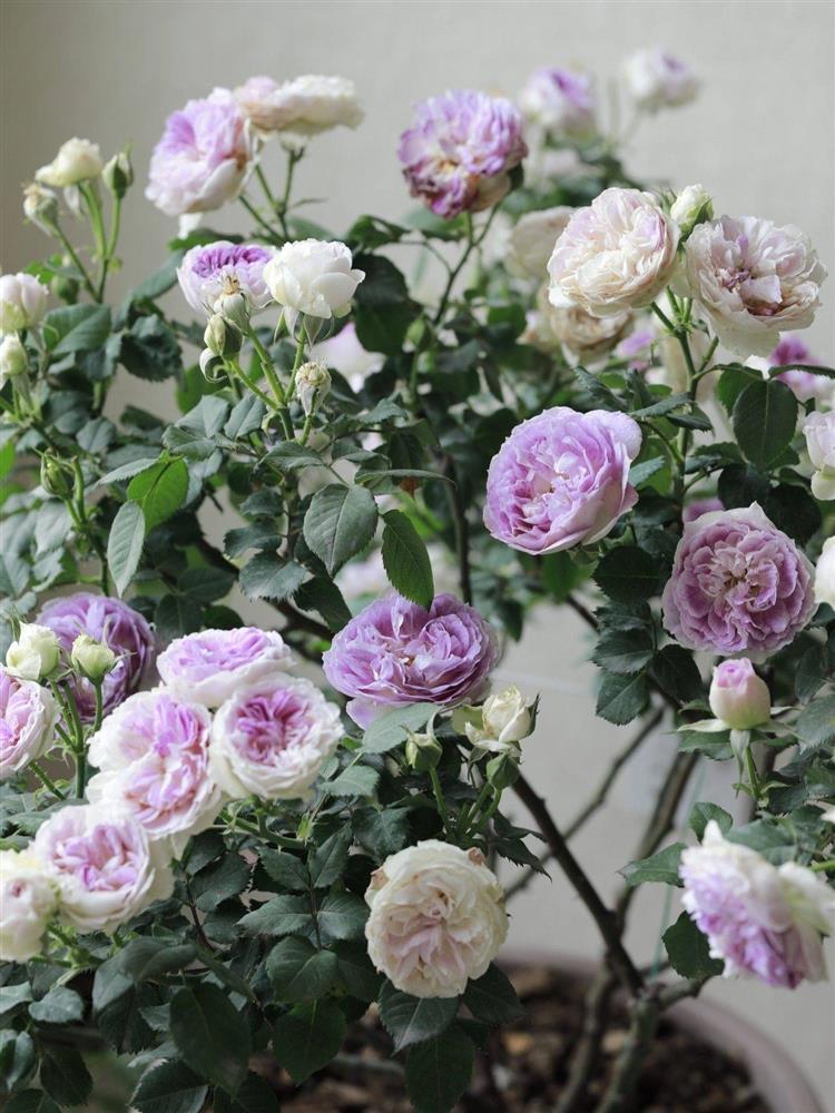 Khu vườn ban công chỉ vỏn vẹn vài mét vuông mà đếm mỏi tay số lượng hoa có trong vườn-26