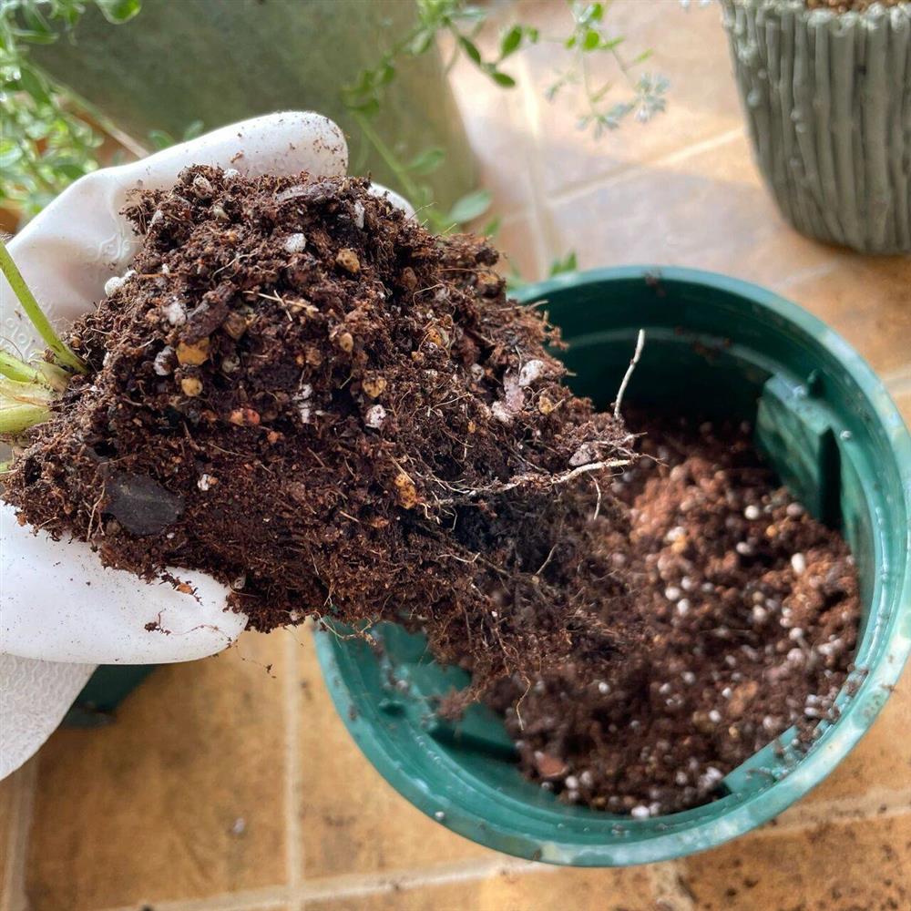 Khu vườn ban công chỉ vỏn vẹn vài mét vuông mà đếm mỏi tay số lượng hoa có trong vườn-27