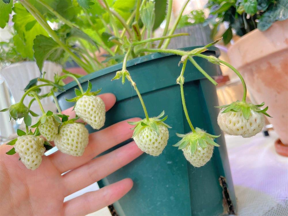 Khu vườn ban công chỉ vỏn vẹn vài mét vuông mà đếm mỏi tay số lượng hoa có trong vườn-28