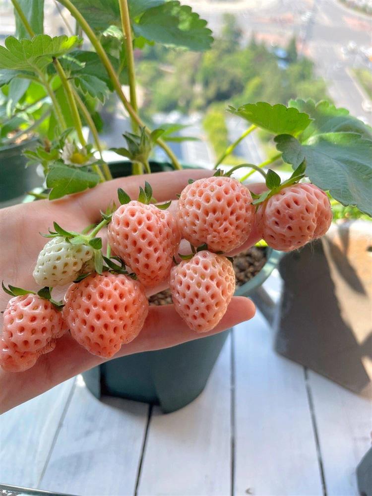 Khu vườn ban công chỉ vỏn vẹn vài mét vuông mà đếm mỏi tay số lượng hoa có trong vườn-29