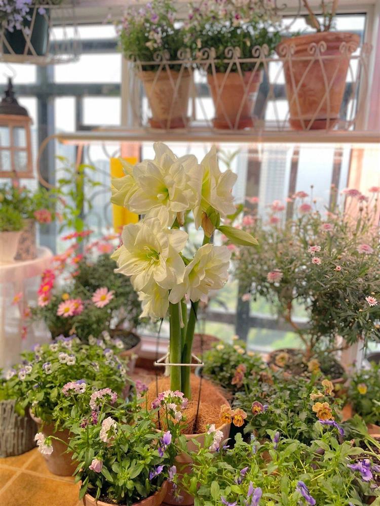 Khu vườn ban công chỉ vỏn vẹn vài mét vuông mà đếm mỏi tay số lượng hoa có trong vườn-30