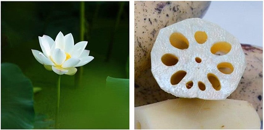 Củ sen có loại 7 lỗ và 9 lỗ: Muốn biết loại nào ngon bổ hơn, hãy làm theo cách sau-2