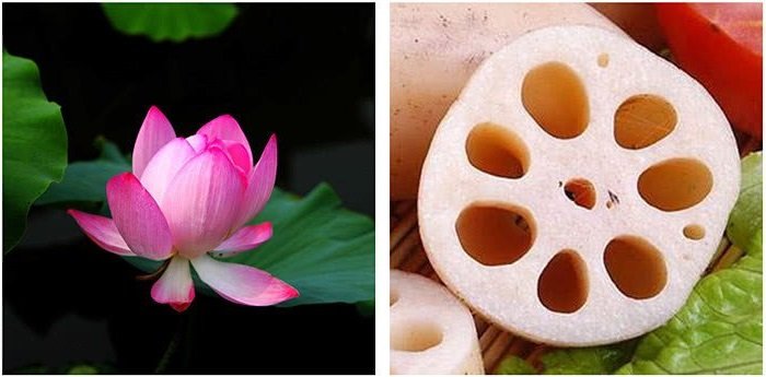 Củ sen có loại 7 lỗ và 9 lỗ: Muốn biết loại nào ngon bổ hơn, hãy làm theo cách sau-3