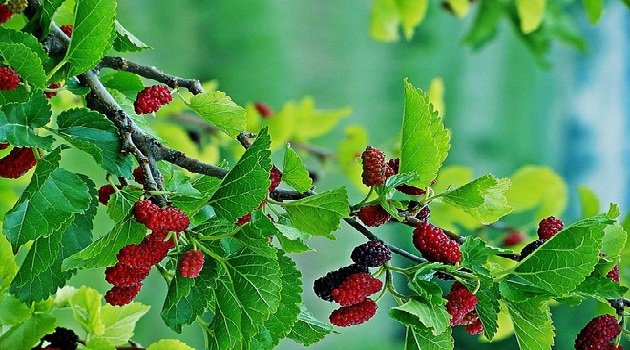 Tổ tiên dặn: Có 5 loại cây vía dữ, trồng trước nhà là chặn đứng tài lộc, tiền của tiêu tán-1