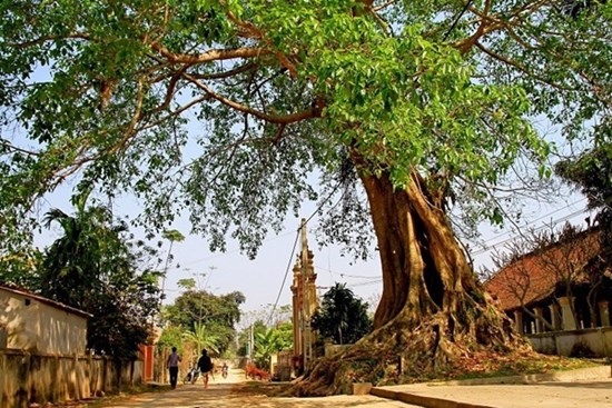 Tổ tiên dặn: Có 5 loại cây 'vía dữ', trồng trước nhà là chặn đứng tài lộc, tiền của tiêu tán