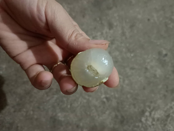 Nhãn chín sớm ở Hưng Yên, khách đặt xếp hàng chờ tới lượt, chủ vườn ung dung thu tiền-1