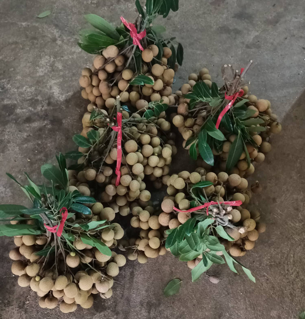 Nhãn chín sớm ở Hưng Yên, khách đặt xếp hàng chờ tới lượt, chủ vườn ung dung thu tiền-2