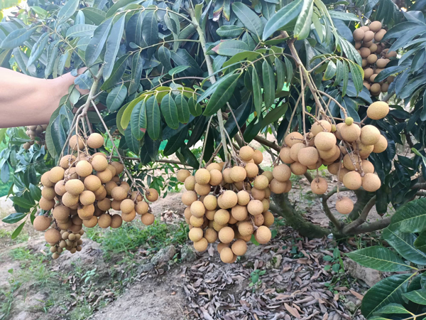 Nhãn chín sớm ở Hưng Yên, khách đặt xếp hàng chờ tới lượt, chủ vườn ung dung thu tiền-3