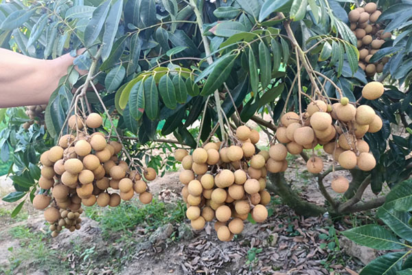 Nhãn ồ ạt xuống phố, giá rẻ bằng mớ rau muống-5