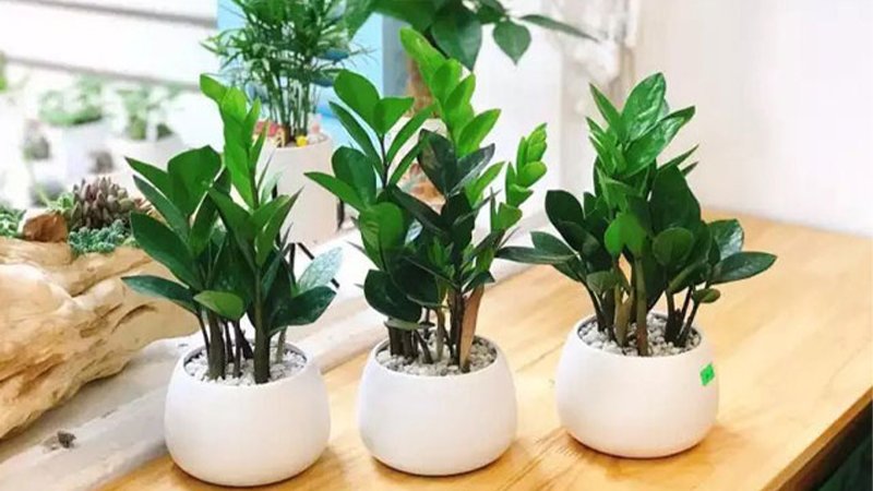 5 loại cây ăn tiền, đặt ở phòng khách hút tài lộc cho gia chủ, giàu sang phú quý theo đời đời-1