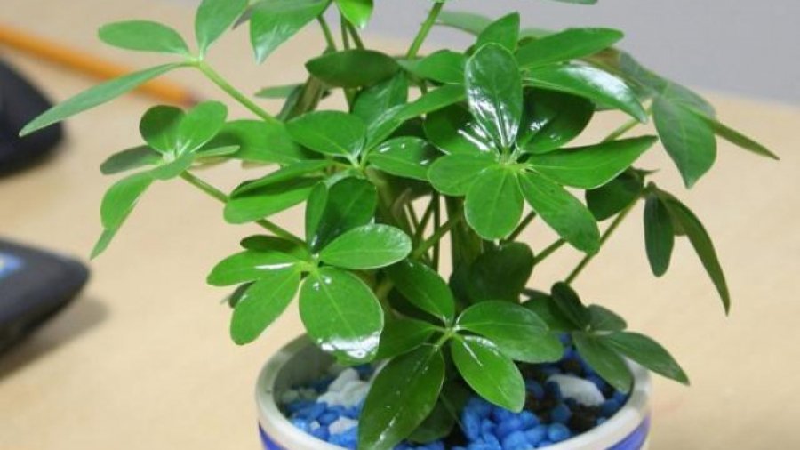 5 loại cây ăn tiền, đặt ở phòng khách hút tài lộc cho gia chủ, giàu sang phú quý theo đời đời-3