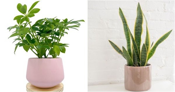 5 loại cây ăn tiền, đặt ở phòng khách hút tài lộc cho gia chủ, giàu sang phú quý theo đời đời-4