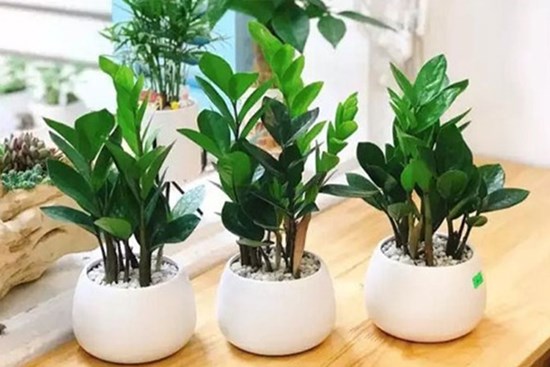 5 loại cây 'ăn tiền', đặt ở phòng khách hút tài lộc cho gia chủ, giàu sang phú quý theo đời đời