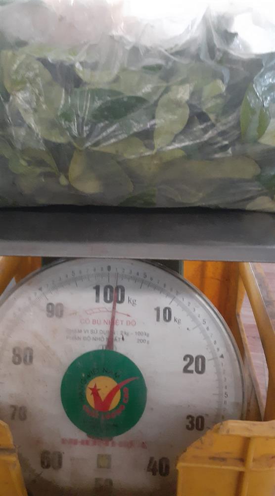 Lá chanh được thu mua với giá 50.000 đồng/kg, có bao nhiêu cũng hết-2