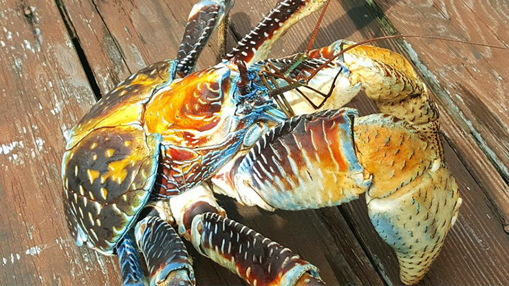 Loài cua biết leo cây, nhìn đáng sợ nhưng là đặc sản nổi tiếng, ở Việt Nam bán 500.000 đồng/kg-1