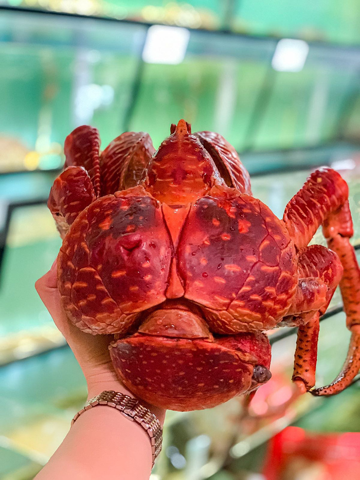 Loài cua biết leo cây, nhìn đáng sợ nhưng là đặc sản nổi tiếng, ở Việt Nam bán 500.000 đồng/kg-10