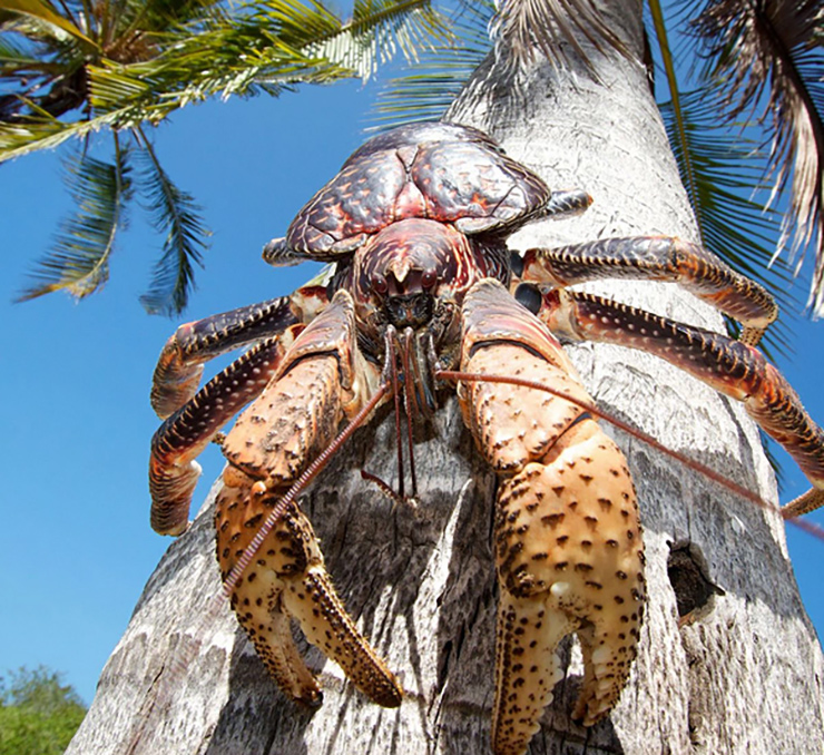 Loài cua biết leo cây, nhìn đáng sợ nhưng là đặc sản nổi tiếng, ở Việt Nam bán 500.000 đồng/kg-11