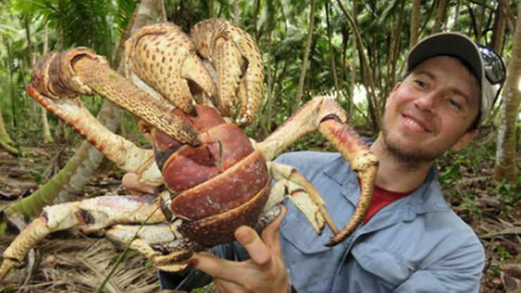 Loài cua biết leo cây, nhìn đáng sợ nhưng là đặc sản nổi tiếng, ở Việt Nam bán 500.000 đồng/kg-2