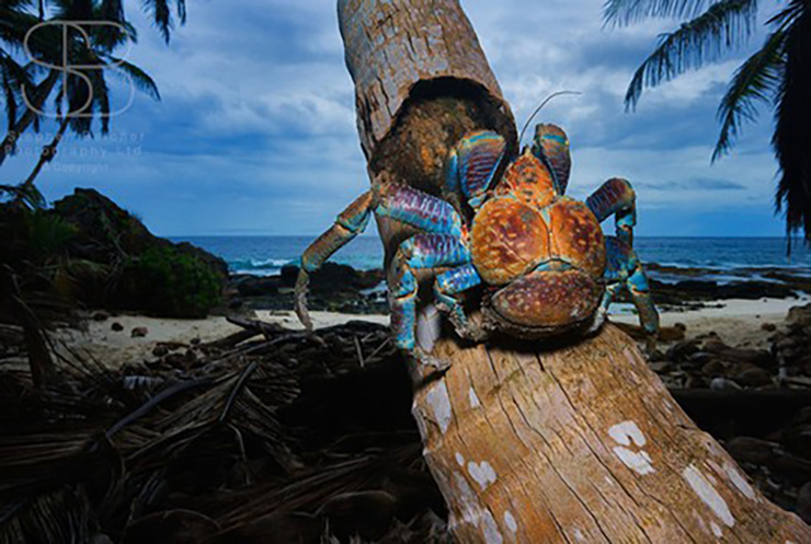 Loài cua biết leo cây, nhìn đáng sợ nhưng là đặc sản nổi tiếng, ở Việt Nam bán 500.000 đồng/kg-5