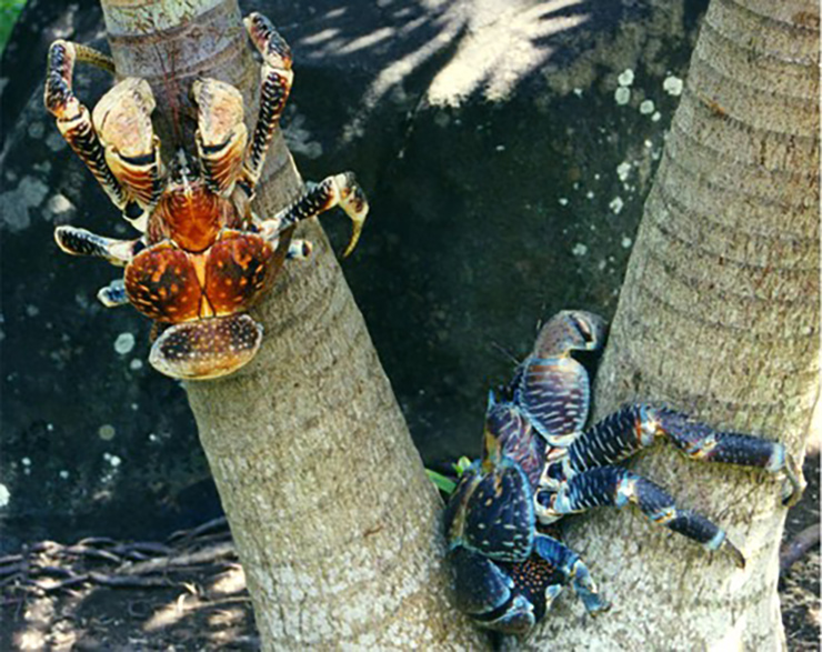 Loài cua biết leo cây, nhìn đáng sợ nhưng là đặc sản nổi tiếng, ở Việt Nam bán 500.000 đồng/kg-6