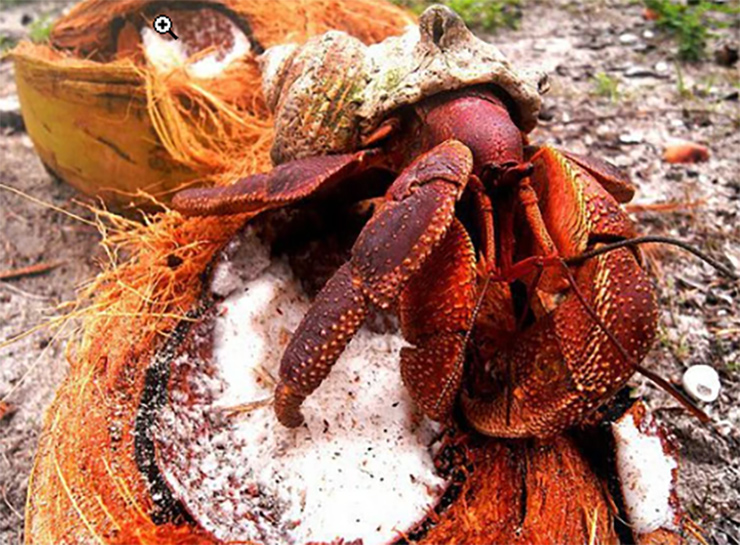 Loài cua biết leo cây, nhìn đáng sợ nhưng là đặc sản nổi tiếng, ở Việt Nam bán 500.000 đồng/kg-8